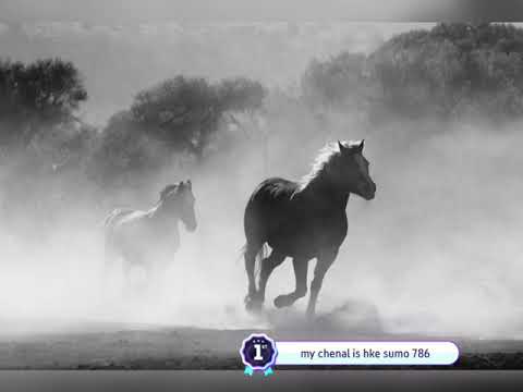 1 HOUR of AMAZING HORSES From Around the World - Best Relax Music, Meditation, Stress Relief, Calm..