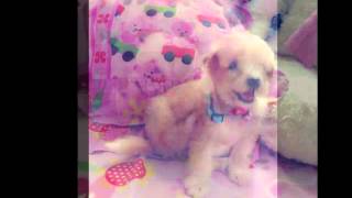 Love me Love my dog - นุเร็กเก้แมน By.นิว เกี่ยวกื๋อ