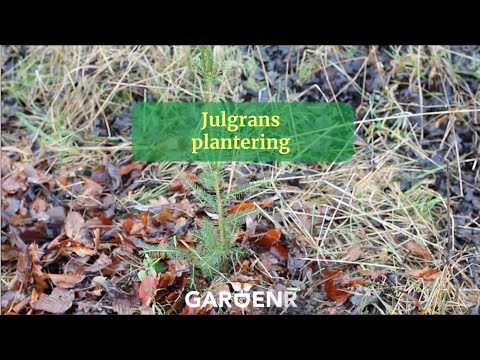 Julgransplantering - Trädgårdshacks med GardenR