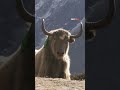 Himalaya Disini Manusia Diharuskan Menjadi Kecil Travel Facts Faktanegara