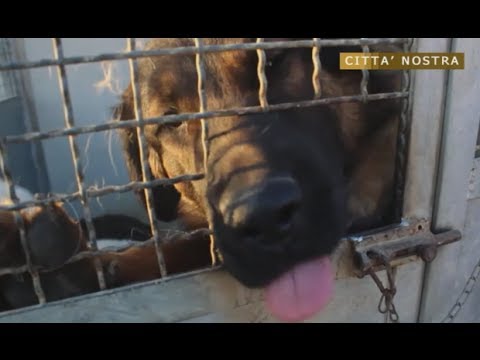 La cura e il rispetto degli animali secondo gli operatori E.N.P.A - Tsd comunicazioni 13.12.2013