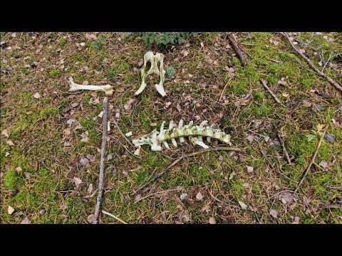 Mushroom picking and antler shedding, Almost November, What did I find???