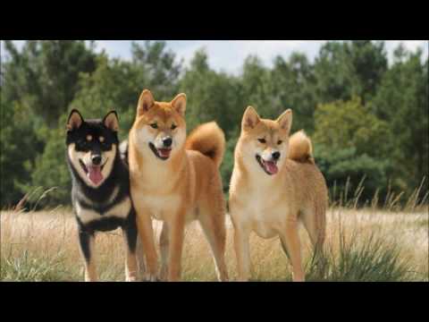 Dog Breed Game Video