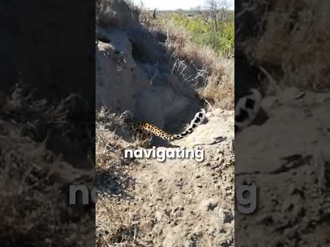 leopards goes inside warthogs home and eats kids #leopard#warthog#animals#shorts#viral