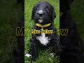 Goldendoodle dogs for sale: Miss Yellow - Video 1