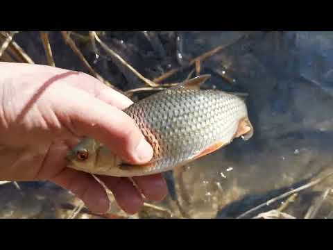 Olbrzymia ławica ryb na jeziorze można złapać ręką