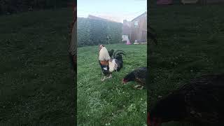 La campagne #asmrsounds #asmr #animaux