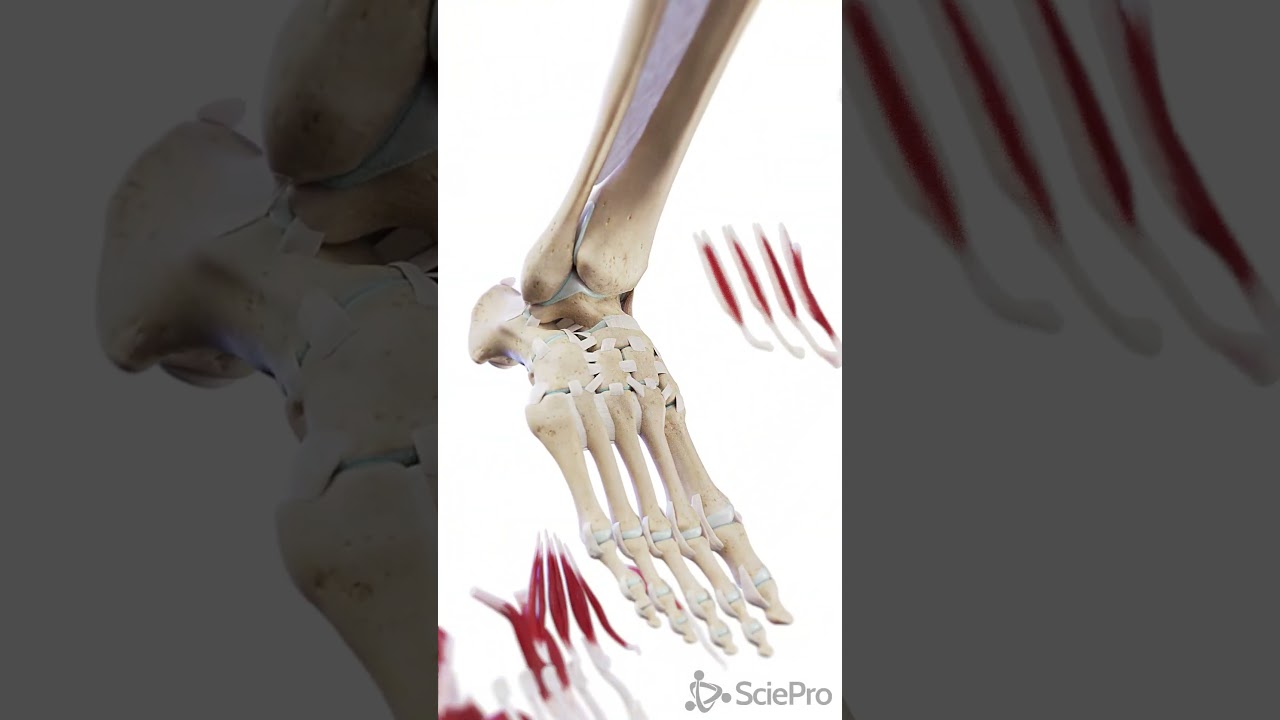 👣 Step Into the Anatomy of the Foot 👣  #anatomy #meded
