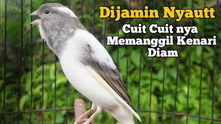 Download lagu Terapi gacorrr Cuit Cuit Bikin nyaut, Pancingan kenari paud belajar bunyi, Ampuh untuk kenari macet mp3