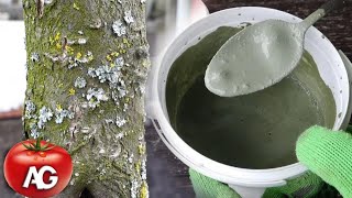 This solution burns out all pests lichens and fungus on fruit trees