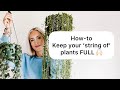 My TOP TIPS For Happy Full String Of Plants