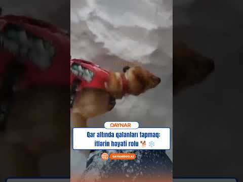 Qar altında qalanları tapmaq: itlərin həyati rolu 🐕❄️