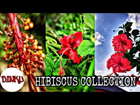 Hibiscus Collection  | Mobile Photography | DINKU