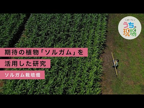 園芸 栽培ソルガム、コモンソルガム