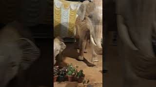 Download lagu Gudalur elephant mp3 Download lagu Gudalur elephant mp3