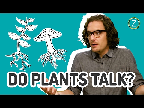 How Plants Communicate Through The Wood Wide Web