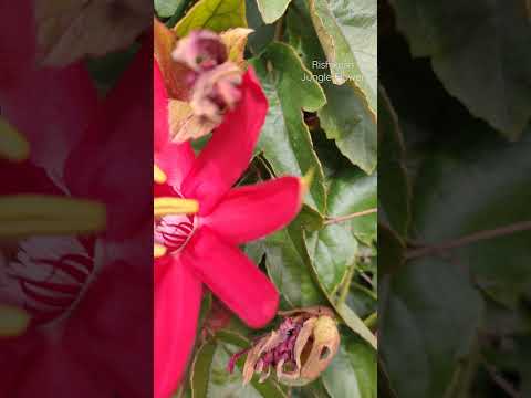 Rishikesh Jungle Flower