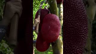 Download lagu Enjoying life in countryside #harvesting #fruit /red jackfruit #satisfying #natural #nature mp3 Download lagu Enjoying life in countryside #harvesting #fruit /red jackfruit #satisfying #natural #nature mp3