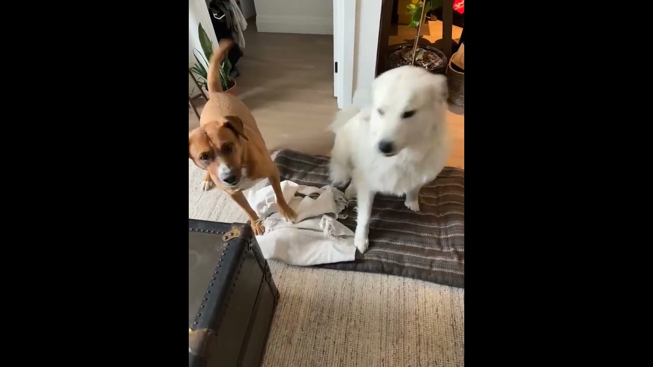 Enlarge Felice, a Adoptable mixed breed in Mississauga, ON video 6/6