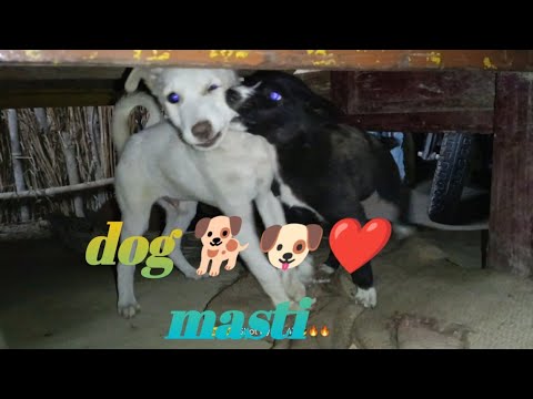 dog Masti pk47 vlogs