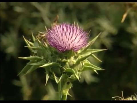 Punkte an den Füßen sind für die Gelenke Der beste Chirurg für eine Hüftendoprothese