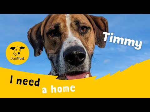 Timmy for sale in Glasgow, Scotland