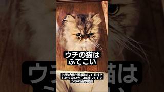 うちの猫はふてこい