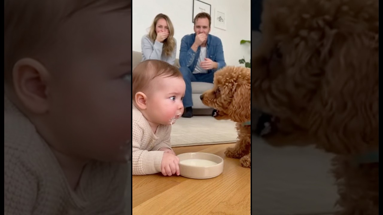 犬のミルクを飲んでしまい、犬に文句を言われた赤ちゃん、どうしていいか分からず固まってしまう。。。#dog #baby #cute #funny #shorts #shortvideo #赤ちゃん