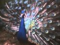 1979 clissold park festival planet of the apes.wmv
