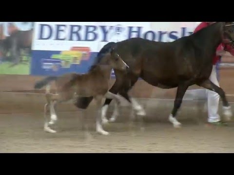 Stf v Cosmopolitan D 2016