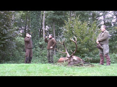 Alter Hirsch liegt auf der Strecke - Masuren!