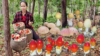 ปีนภูสูงหมาน3ตะกร้า!บดดินระโงกผึ้งข้าวสารพัดเห็ดเหลือ!!หาบจ้ามีเเต่สวยๆหมานๆๆๆ🍄🍄🍄29/5/68