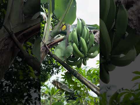 Finca Costa Rica. Topaipí Cundinamarca.