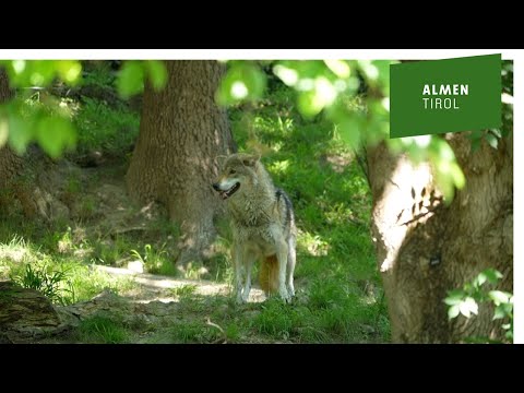 Das Märchen vom bösen Wolf – Rotkäppchens bitteres Ende? 🐺