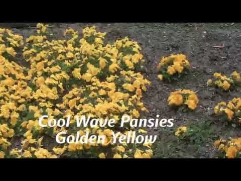 TIME LAPSE: Cool Wave Pansy Overwinters thumbnail
