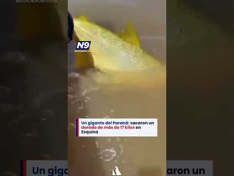 😱 UN GIGANTE DEL PARANÁ: SACARON UN DORADO DE MÁS DE 17 KILOS EN ESQUINA