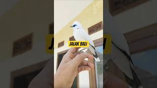 Download lagu Jalak Bali Burung Langka Indonesia | Hampir Punah #jalakbali #kicaumania mp3 Download lagu Jalak Bali Burung Langka Indonesia | Hampir Punah #jalakbali #kicaumania mp3