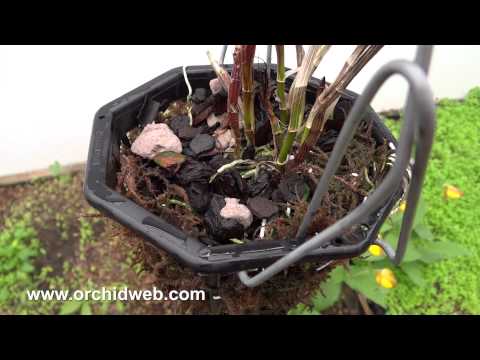 OrchidWeb - Oregon Green Moss