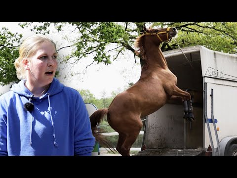 Extrem gefährlicher Umgang mit diesem Pferd - Unberechenbarer Wallach soll  nicht aufgegeben werden