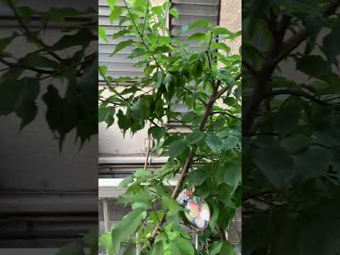 折れた木の枝をうまく処理できますか?説明と例  庭園