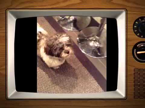 Funny talking animals