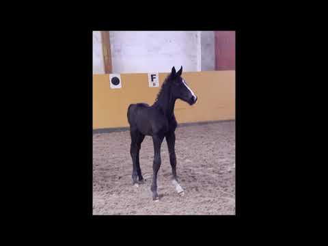 Lord Europe - Sir Donnerhall - "Leandro Sch"