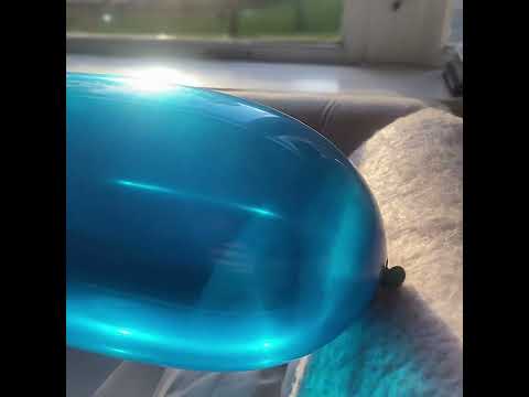Big, 5x dipped, long neck blue balloon being inflated