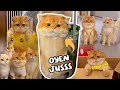 The Latest Compilation Of Oyen Cabinet Cats Their Funny Antics Guaranteed To Make You Laugh