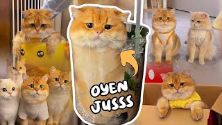 Download lagu The Latest Compilation of Oyen (Cabinet) Cats & Their Funny Antics | Guaranteed to Make You Laugh 🤣😆 mp3 Download lagu The Latest Compilation of Oyen (Cabinet) Cats & Their Funny Antics | Guaranteed to Make You Laugh 🤣😆 mp3