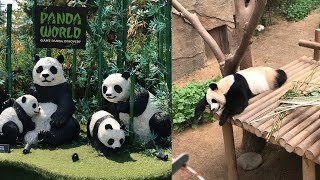 Panda World | Everland, South Korea