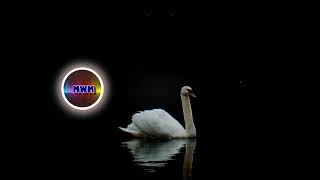 STAFFAN CARLÉN - The Birds Will Sing for Us