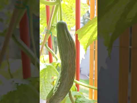 , title : 'Cucumber from balcony'