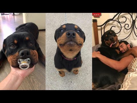 ROTTWEILER COMPILATION