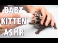 Baby Kitten ASMR To Calm Your Spirits